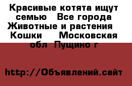 Красивые котята ищут семью - Все города Животные и растения » Кошки   . Московская обл.,Пущино г.